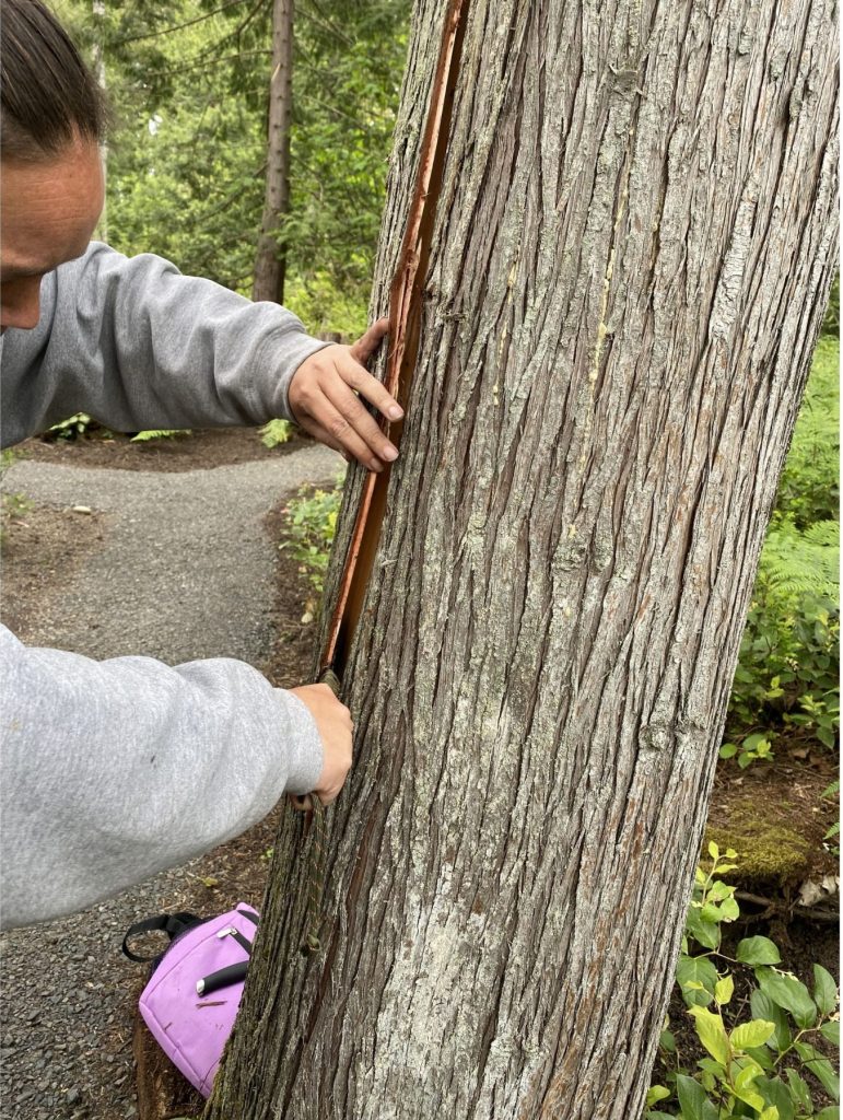 Person peeling bark off a large tree trunk in a forested area beside a walking path.