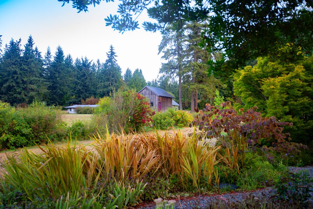 Small wooden cabin nestled among tall pine trees and colorful autumn foliage in a peaceful forest clearing.